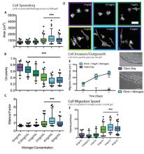 fibrin-microgel