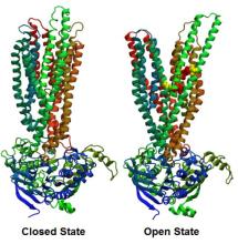 CFTR Protein